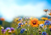 Werken met Pinksteren en cao’s: hoeveel toeslag krijg je? Bloemenveld lente buiten