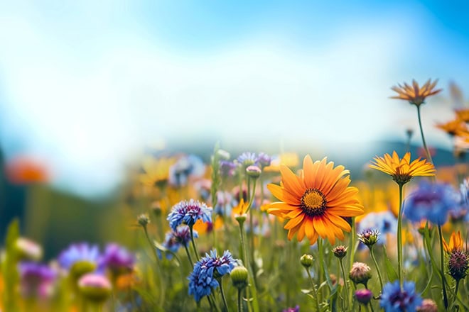 Bloemenveld lente buiten